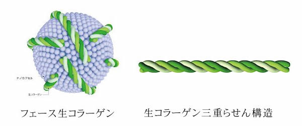 フェース生コラーゲン、生コラーゲン三重らせん構造