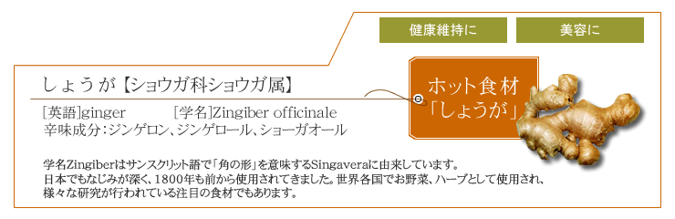 しょうが【ショウガ科ショウガ属】